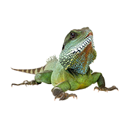 Green iguana Green iguana