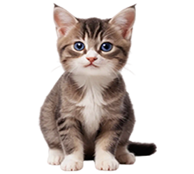 Cats Cats