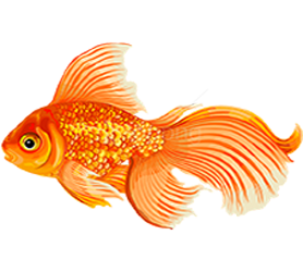 Gold fish Gold fish